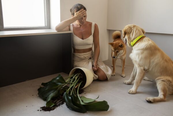 dog broke plant in vinyl flooring